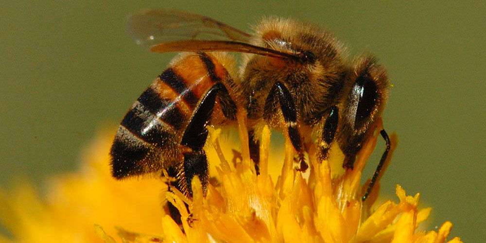 abeille